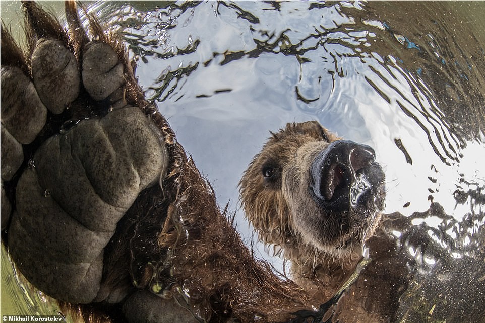 Bức ảnh một con gấu nâu khổng lồ đang câu cá hồi ở Khu bảo tồn Nam Kamchatka, Nga giúp tác giả Mikhail Korostelev chiến thắng hạng mục động vật hoang dã trên cạn