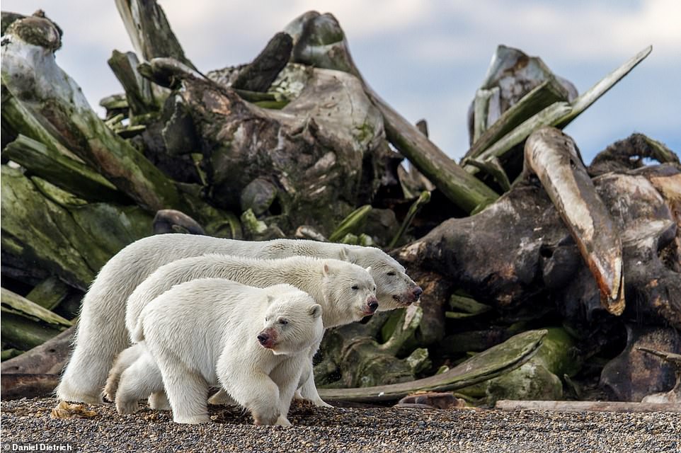 Tác giả Daniel Dietrich, lọt vào chung kết hạng mục động vật hoang dã trên cạn với bức ảnh độc đáo chụp cảnh ba chú gấu Bắc cực đi ngang qua một đống xương cá voi trên đảo Barter ở phía bắc Alaska (Mỹ)