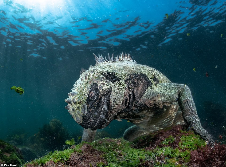 Ảnh chụp con kỳ nhông biển ở quần đảo Galapagos (Ecuador) này mang về giải nhất hạng mục sinh vật dưới nước cho tác giả Pier Mane.
