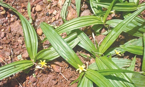 Cây sâm cau