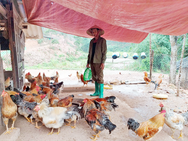 Trang trại chăn nuôi gà của hộ anh Bùi Văn Tuấn, thôn Đồng Tâm, xã Yên Than (huyện Tiên Yên).