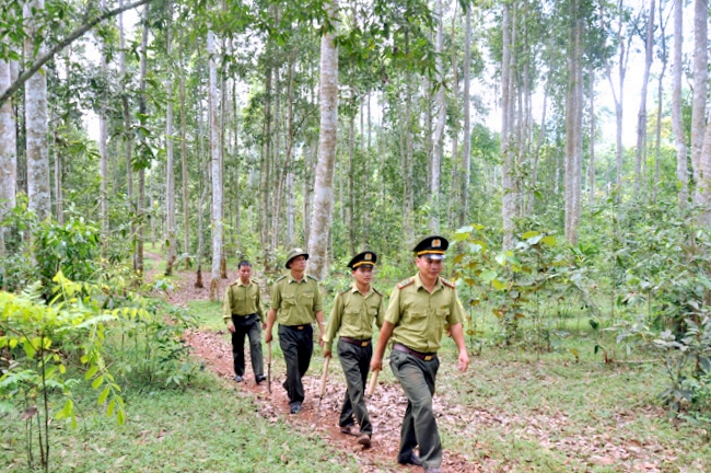 Lực lượng Kiểm lâm tuần tra, bảo vệ rừng trên địa bàn huyện Hoành Bồ.