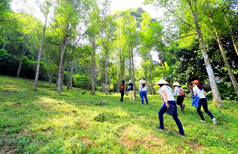 Rừng lim của già làng Triệu Tài Cao (thôn Bằng Anh, xã Tân Dân, Hoành Bồ) là một trong những mô hình hiệu quả trong việc xã hội hóa công tác quản lý, bảo vệ và phát huy giá trị rừng.