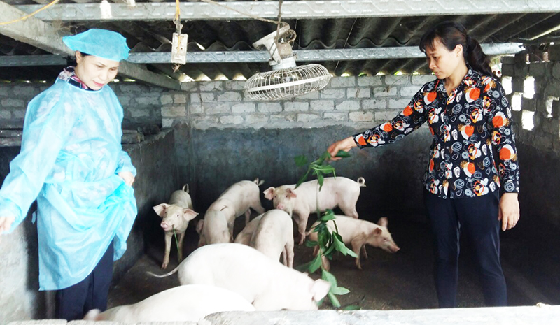 Cán bộ thú y phường Trưng Vương hướng dẫn gia đình chị Dương Thị Hướng, tổ 39, khu 7E cách phòng chống dịch bệnh trên đàn lợn