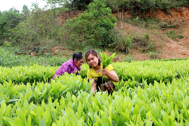 Nông dân huyện Sơn Động (Bắc Giang) chăm sóc vườn ươm cây keo giống. Ảnh: YÊN ĐỊNH