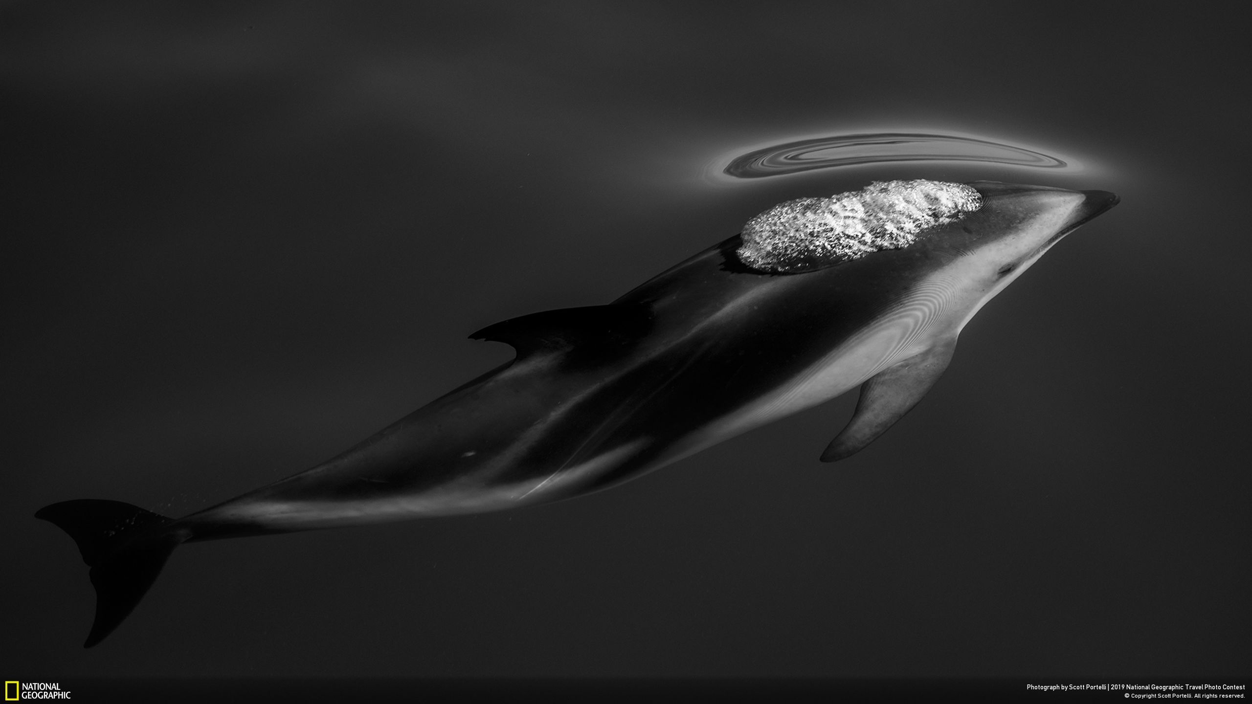 Ảnh đạt giải ba mục Thiên nhiên là “Dusky Dolphins” (tạm dịch: Những con cá heo Dusky) của nhiếp ảnh gia Scott Portelli. Bức ảnh được chụp ngoài khơi bờ biển Kaikoura ở Nam Đảo, New Zealand.
