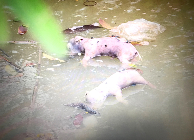Lợn chết chưa rõ nguyên nhân trôi nổi trên ao nuôi trồng thủy sản của gia đình bà Bùi Thị Dung, thôn Đồng Đò, xã Bình Khê, TX Đông Triều.