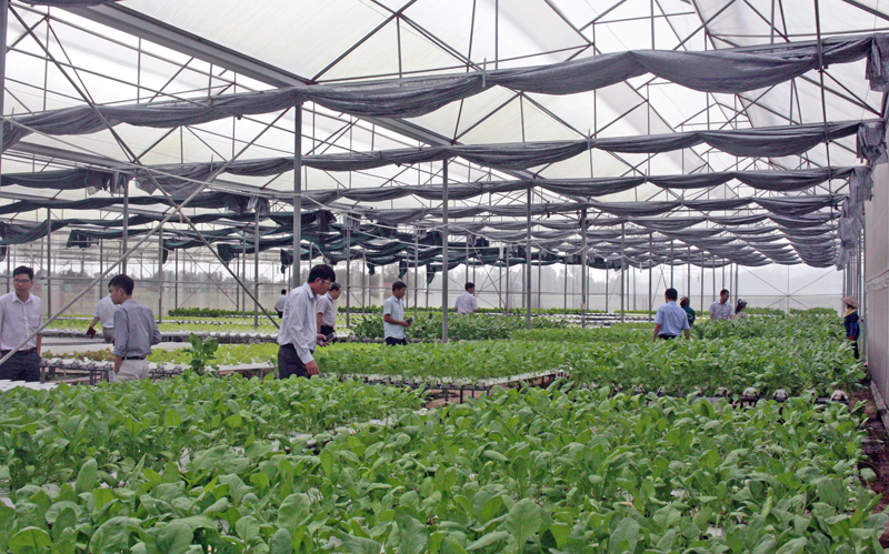 Mô hình trồng rau an toàn công nghệ nhà lưới tại Quảng Yên