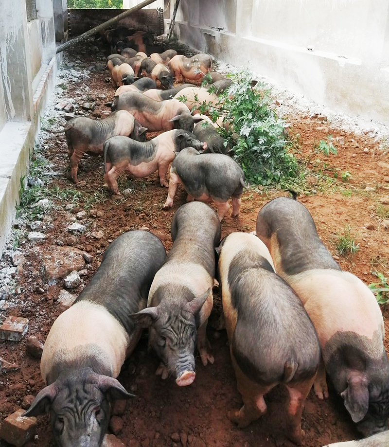 Công ty TNHH MTV phát triển nông, lâm, ngư Quảng Ninh cách ly đàn lợn Móng Cái với môi trường bên ngoài