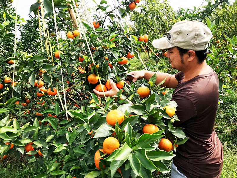 Người dân TX Đông Triều trồng cam canh, bưởi diễn mang lại hiệu quả kinh tế cao.
