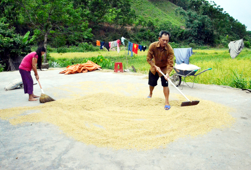 Vụ lúa năm nay của gia đình ông Lý A Tài, thôn Cái Mắt, xã Tiên Lãng, huyện Tiên Yên gần như mất trắng.