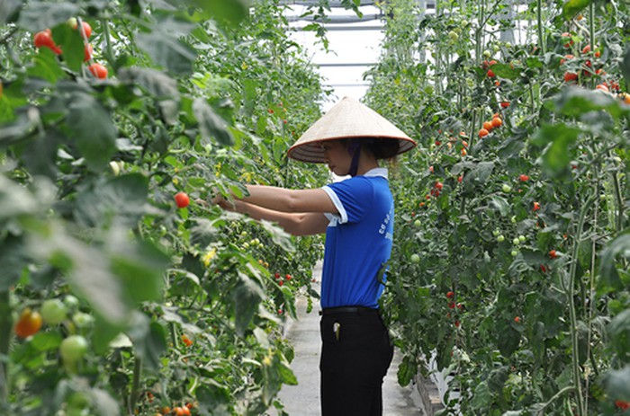 Mô hình trồng rau thủy canh của nông dân đầu tư ở thị xã Đông Triều. 