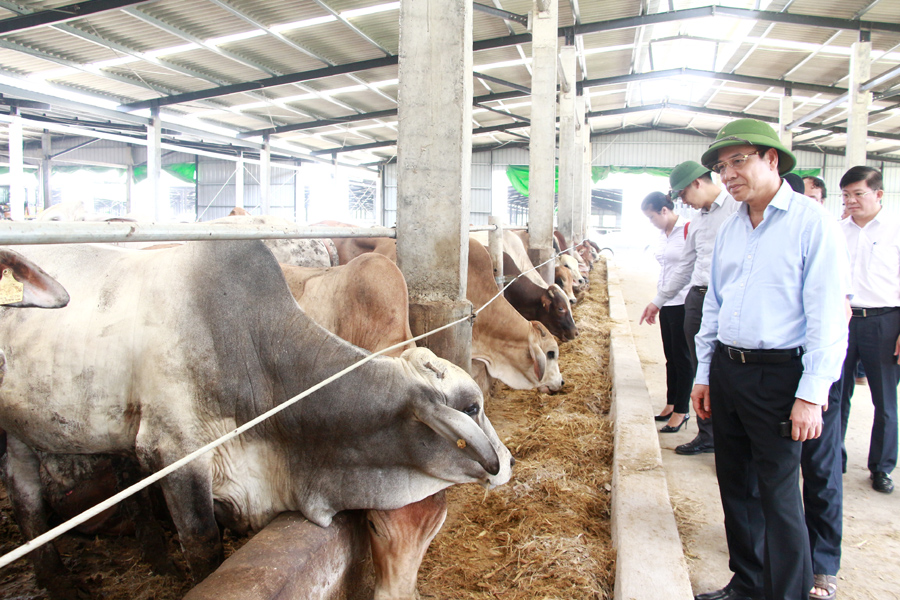 Đồng chí Đặng Huy Hậu, Phó Chủ tịch Thường trực UBND tỉnh kiểm tra Dự án nuôi bò thịt và bò giống tại Công ty TNHH Phú Lâm.