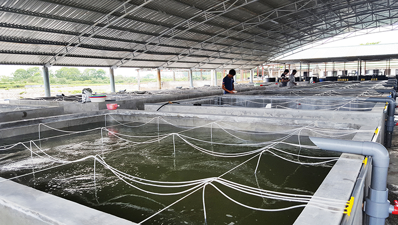 Vì thiếu lao động nên HTX sản xuất và nôi trồng thủy sản Bắc Việt chưa đạt hiệu quả sản xuất như mong muốn