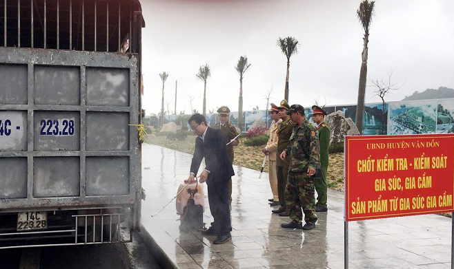Huyện Vân Đồn tổ chức chốt kiểm dịch các phương tiện vận chuyển lợn lưu thông tại địa phương.