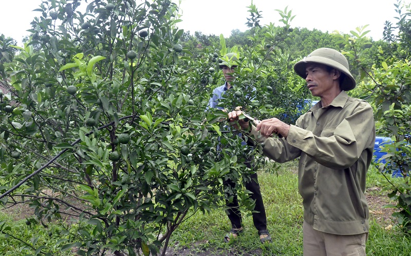 Mô hình “vườn mẫu” của hộ gia đình ông Vũ Văn Ninh đã và đang phát huy hiệu quả kinh tế.