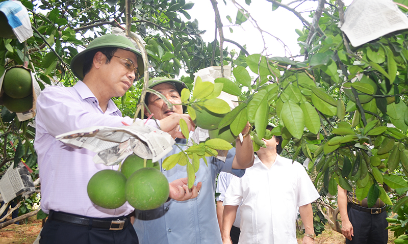 Đồng chí Đặng Huy Hậu, Phó chủ tịch thường trực UBND tỉnh thăm mô hình kinh tế nông nghiệp tại xã Việt Dân