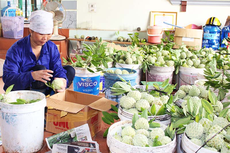 Hiện nay, quả na dai đang mang lại cho người dân Việt Dân nguồn thu 400 - 500 triệu đồng/ha. Ảnh Thu Trang (Trung tâm TTVH Đông Triều)