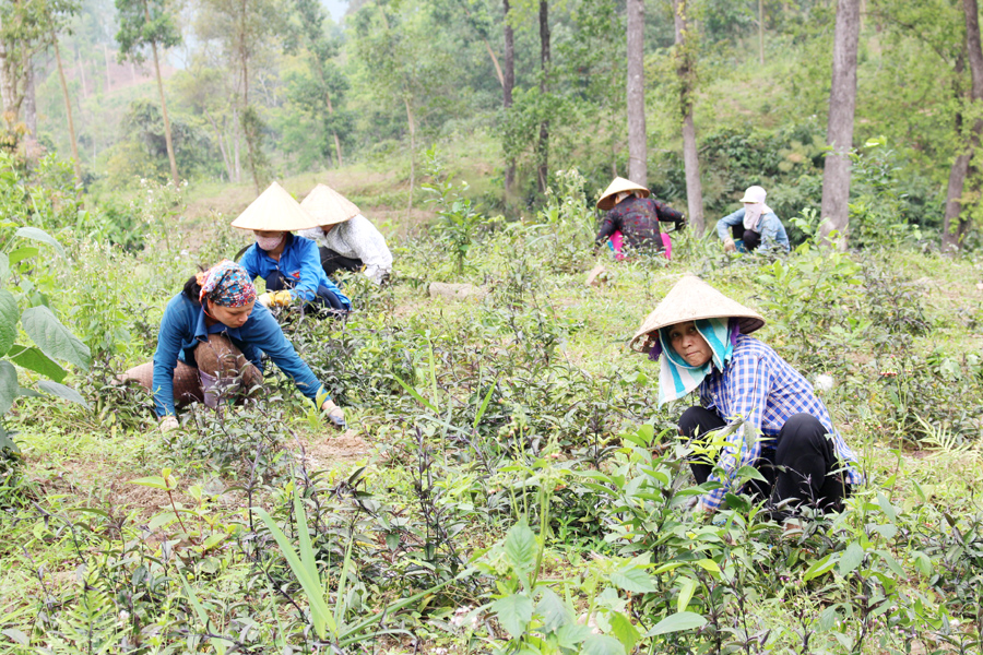 Bà con vùng dân tộc thiểu số huyện Ba Chẽ làm cỏ, chăm sóc cây ba kích.