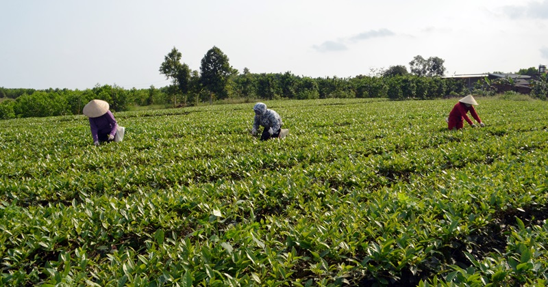 Mô hình trồng chè của Tổ hợp tác Chè VietGAP Quảng Thành, huyện Hải Hà tạo việc làm, giúp nhiều hội viên thoát nghèo