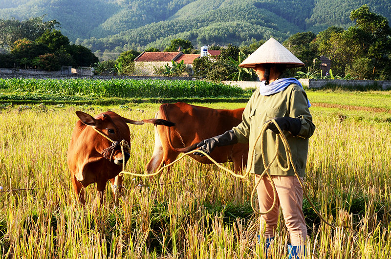 Người nghèo xã Bằng Cả, huyện Hoành Bồ được hỗ trợ bò để phát triển kinh tế, vươn lên thoát nghèo.