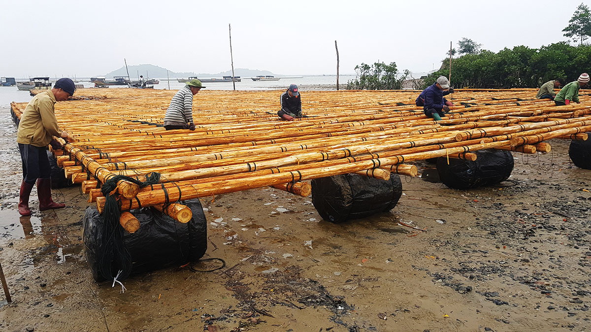 Người dân khu Tràng Lộ, phường Trà Cổ đóng mới bè nuôi hàu hà phát triển kinh tế thủy sản. 