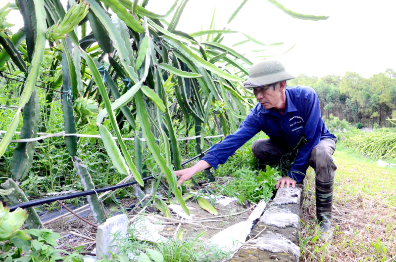 Trang trại trồng Thanh long ruột đỏ của gia đình ông Đoàn Quang Ngọc, Khu Tân Lập 2, phường Phương Đông, TP Uông Bí trồng thí điểm theo hệ thống giàn công nghệ Đài Loan và tưới nhỏ giọt.