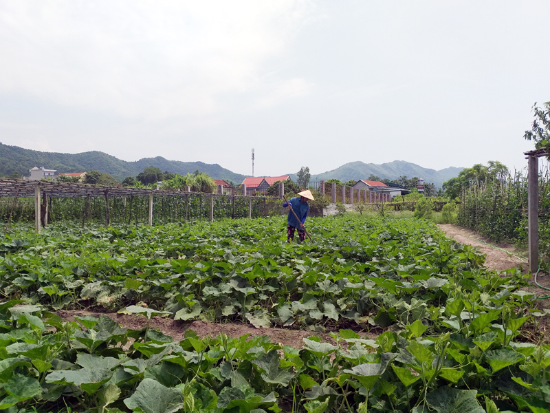 Nhờ đầu tư hiệu quả, vườn của gia đình bác Lê Văn Hạnh ở thôn 3, xã Hạ Long đã cho thu nhập trên 300 triệu đồng/năm