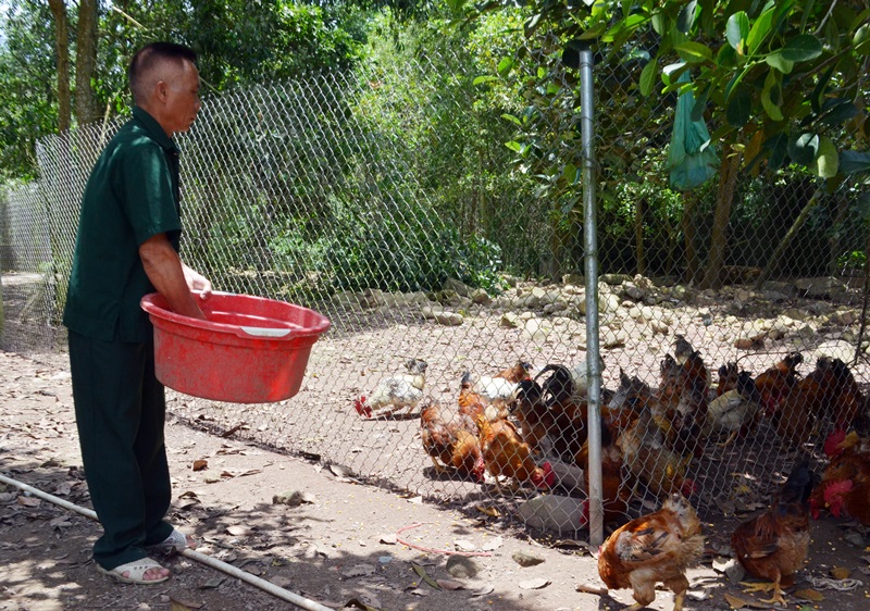 Nhờ phát huy lợi thế giống gà Tiên Yên đã giúp CCB Nguyễn Văn Quyền ở thôn Hà Giàn, xã Đông Ngũ (Tiên Yên) cho thu nhập cao.