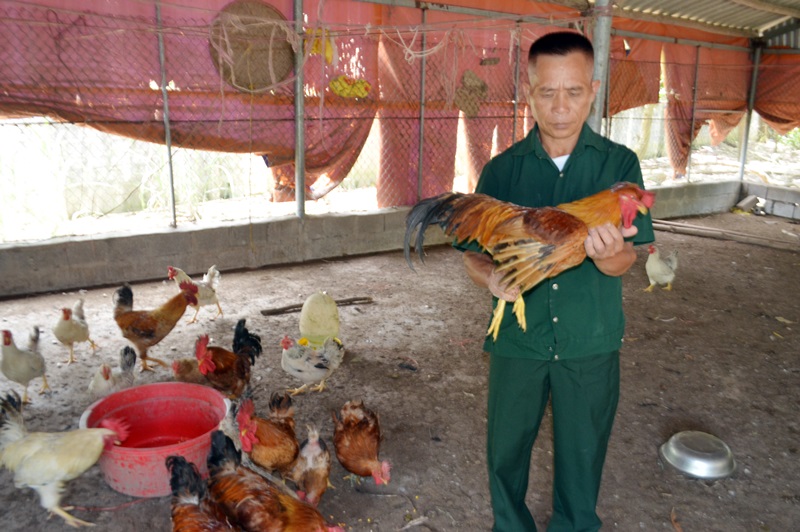 Với hơn 20 năm kinh nghiệm nuôi, CCB Nguyễn Văn Quyền hiểu từng đặc tính của giống gà Tiên Yên.