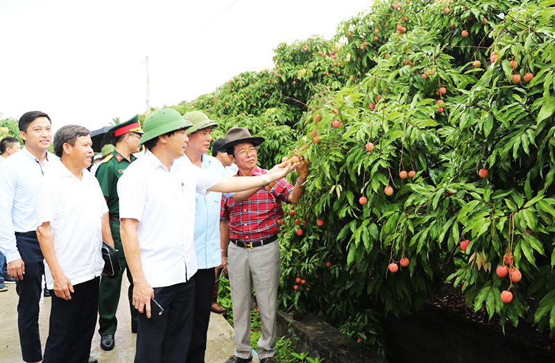 Vùng trồng vải tập trung ở Uông Bí. Trong ảnh: Các đại biểu khảo sát thực tế vùng vải Phương Nam tại hội nghị xúc tiến thương mại vải chín sớm Phương Nam
