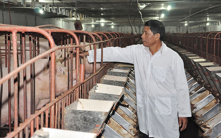 Trang trại chăn nuôi lợn của HTX Hoàng Long (huyện Thanh Oai, TP Hà Nội) chăn nuôi theo hướng an toàn sinh học. Ảnh: HẢI ĐĂNG
