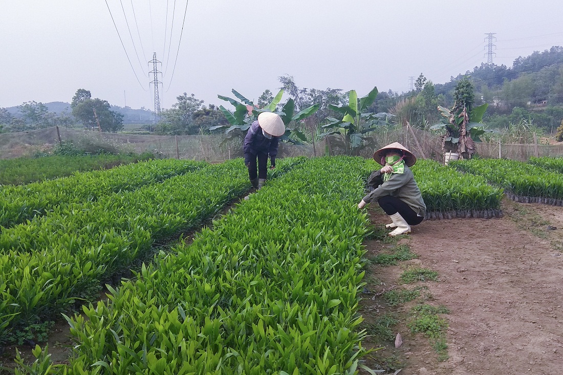 Nghề ươm keo giống đã trở thành một trong những ngành kinh doanh chủ lực của người dân thôn Khe Cát, xã Tân Dân (Hoành Bồ).
