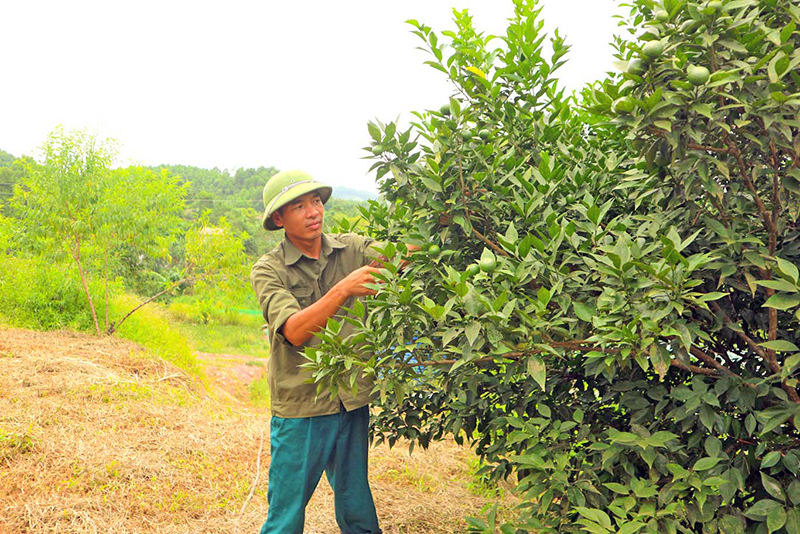 Anh Phạm Văn Toàn (thôn Voòng Tre, xã Đài Xuyên) với mô hình phát triển kinh tế trang trại vườn ao chuồng