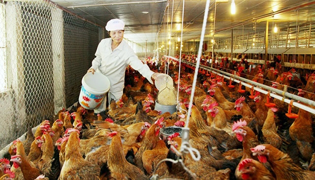 Trang trại nuôi gà của một hộ dân ở xã Hướng Đạo, huyện Tam Dương (Vĩnh Phúc). Ảnh: NGUYỄN LƯỢNG