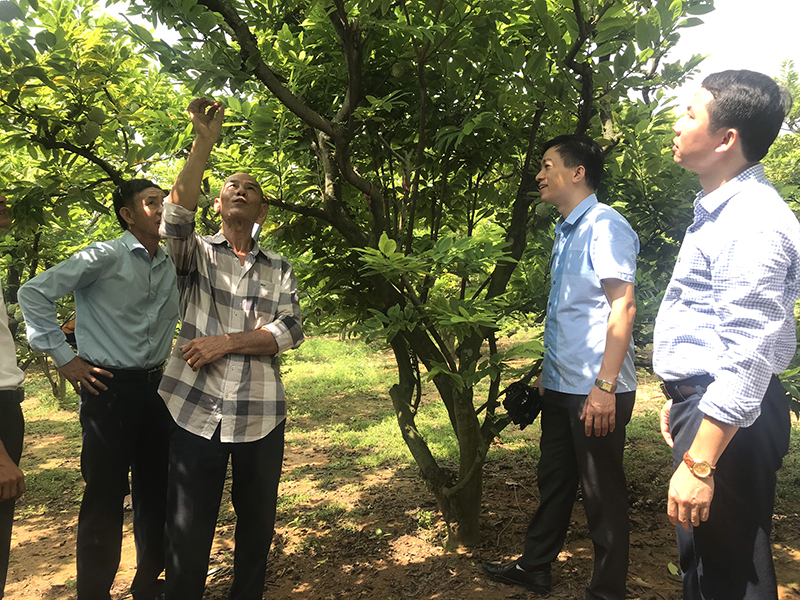 Đại biểu tham quan vườn na của ông Đỗ Văn Hân, thôn Khe Thượng, xã Việt Dân.