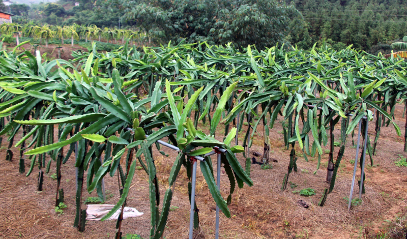 Mô hình trồng thanh long sử dụng ống kẽm làm giàn theo công nghệ Đài Loan đang được nhiều hộ trồng thanh long áp dụng (Mô hình trồng thanh long ruột đỏ giàn kẽm của ông Đinh Văn Sáng, xã Nam Sơn, huyện Ba Chẽ)