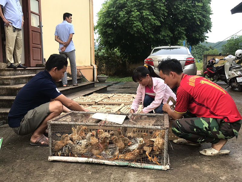 Chương trình hỗ trợ giống gà cho người dân xã Thanh Sơn, huyện Ba Chẽ của Hội nông dân tỉnh. 