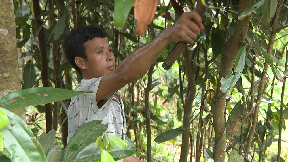Sau 5 năm, mô hình trồng rừng đã giúp hộ anh Triệu A Năm (thôn Nà Bắp, xã Đồn Đạc, huyện Ba Chẽ) thoát nghèo.