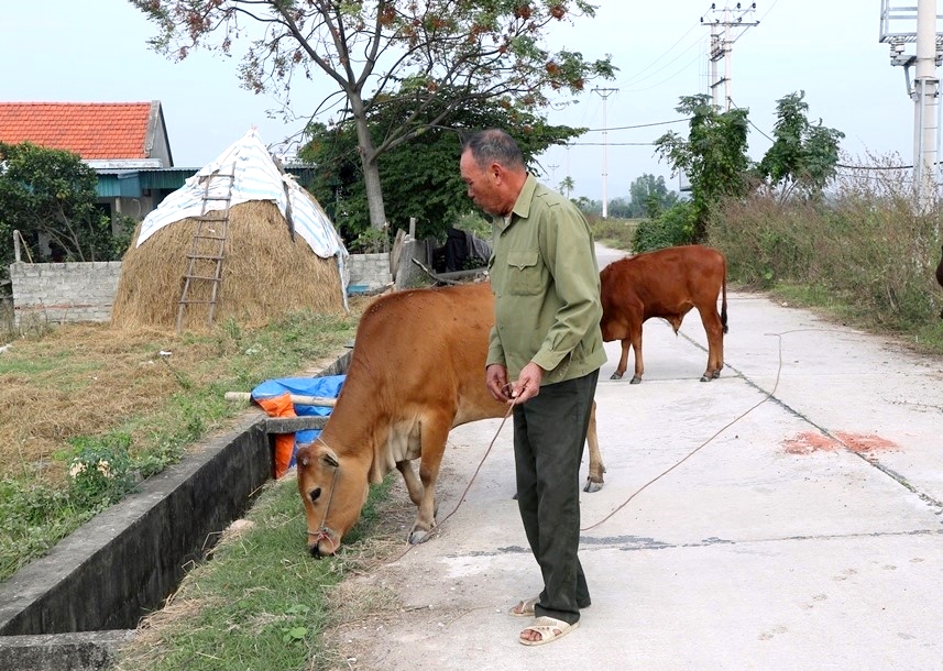 Hỗ trợ bò giống sinh sản là một trong những giải pháp phù hợp TX Quảng Yên hỗ trợ các hộ nghèo