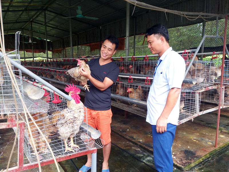 Cán bộ, đảng viên xã Quảng Tân xuống địa bàn nắm tình hình phát triển mô hình nuôi gà tại HTX Tuyền Hiền tại thôn Tân Hòa