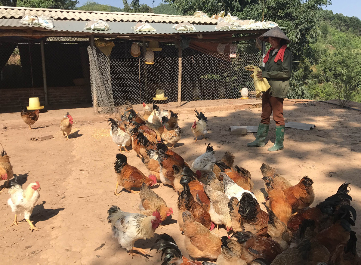 Nhiều hộ dân ở xã Đại Thành đã giàu lên nhờ chăn nuôi gà