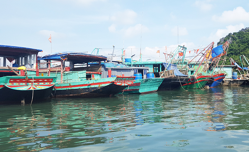Tàu thuyền KTTS neo đậu tại vùng biển huyện Vân Đồn