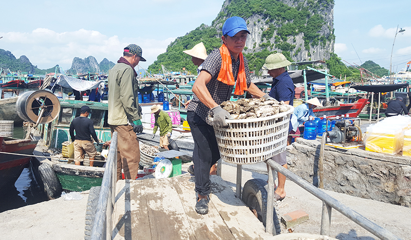 Là ngư dân Quảng Yên nhưng anh Nguyễn Văn Trưởng thường xuyên khai thác, mua bán hải sản tại huyện Vân Đồn, tàu của anh cũng neo đậu tại đây
