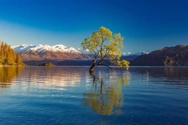 Cây liễu mọc giữa làn nước xanh thẳm của hồ Wanaka, thuộc đảo Nam, New Zealand. Đây là điểm đến ưa thích của du khách và các nhiếp ảnh gia khi đến quốc gia này. Hồ Wanaka nép mình bên công viên quốc gia núi Aspiring, bao quanh bởi núi non trùng điệp, nên không khí yên bình, thích hợp cho các hành trình dã ngoại. Ảnh: Martin Valigursky.