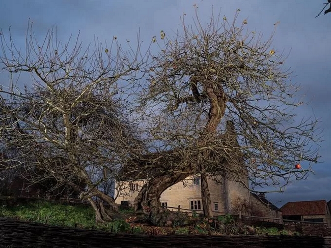 Cây táo nổi tiếng trồng trong khu vườn của nhà khoa học Isaac Newton (1642-1727) tại hạt Lincolnshire, Anh. Đây là nơi ông ngồi chứng kiến quả táo rơi, khơi nguồn cảm hứng cho sự ra đời của định luật vạn vật hấp dẫn. Cây táo này kể từ năm 1750 đã được các thế hệ trong gia đình Newton thay nhau chăm sóc và bảo vệ. Năm 1816, một cơn bão đã khiến nó bị gẫy. Tuy nhiên, cây vẫn đâm chồi, nảy lộc sau đó vì phần gốc vẫn nguyên vẹn. Ảnh: Paolo Woods.