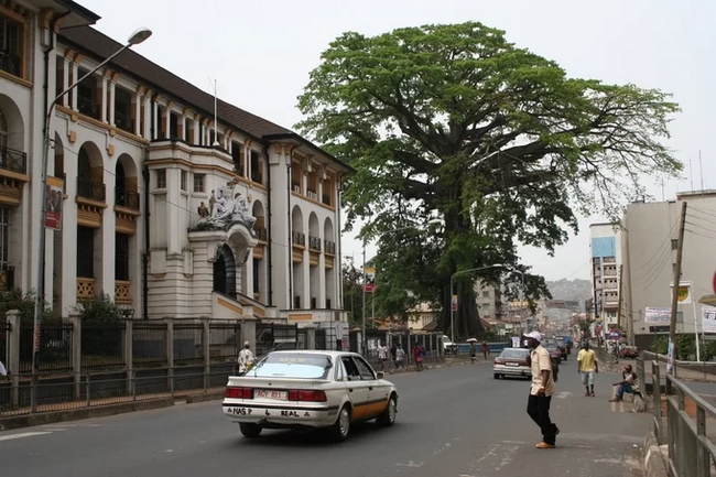 Cây gạo có tán khổng lồ gắn liền với lịch sử thành lập thủ đô Freetown của Sierra Leone, một quốc gia ở Tây Phi. Cây được người dân tôn kính và tổ chức các nghi lễ hòa bình bên dưới gốc cây này. Ảnh: Tiplr.