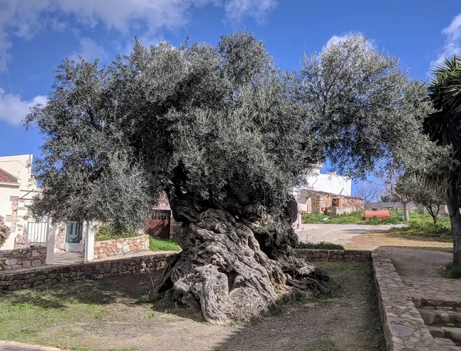  Du khách tới đảo Crete, Hy Lạp có thể chứng kiến tận mắt cây ô liu (Olive Tree of Vouves) khoảng 2.000-3.000 năm tuổi, thuộc vào loại cây cao niên nhất thế giới. Đến nay người dân vẫn có thể sản xuất dầu ô liu từ cây. Dù không có chiều cao lý tưởng như những cây ô liu khác, thân cây đặc biệt bởi có những đường xoáy đều và nút thắt phình ra như hình củ hành. Ảnh: Wikipedia.