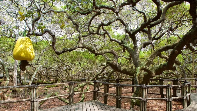  Cây điều (hay đào lộn hột) được trồng ở thị trấn nhỏ ven biển Pirangi do Norte, Brazil là một trong số cây điều lớn nhất đang tồn tại hiện nay. Phần tán cây bao phủ một khu vực rộng lớn tương đương sân bóng đá và cho khoảng 8.000 trái trong mùa quả chín. Ảnh: Wotif.