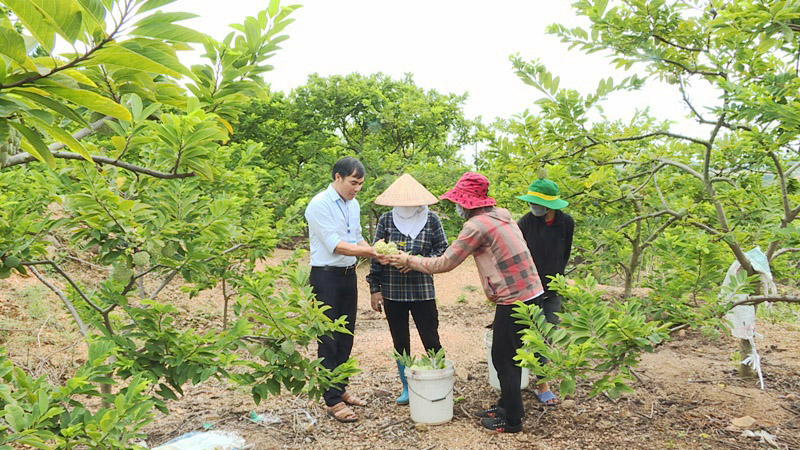 Cán bộ UBND xã Anh Sinh (ngoài cùng, bên trái) trao đổi với các hộ dân trồng na theo quy trình Vietgap.